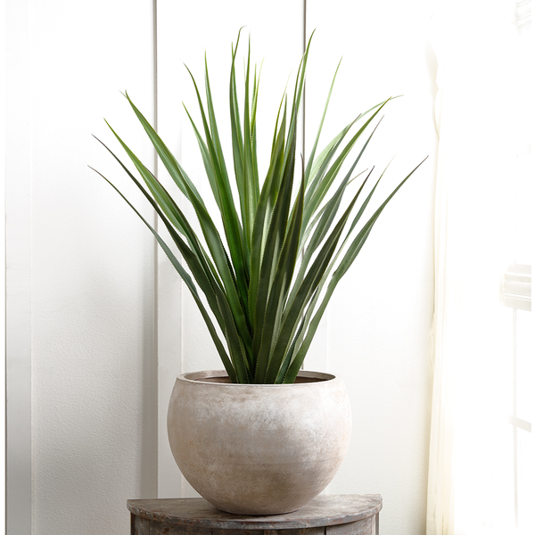 DRACAENA PLANT  Boulevard Urban Living