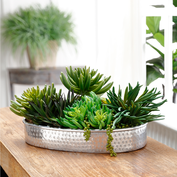 plate plant succulent SUCCULENT